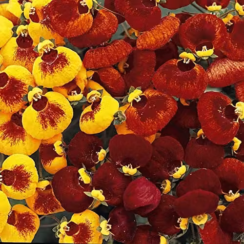 Thompson & Morgan Calceolaria Sunset Mixed Flower Seeds, 35 Seeds