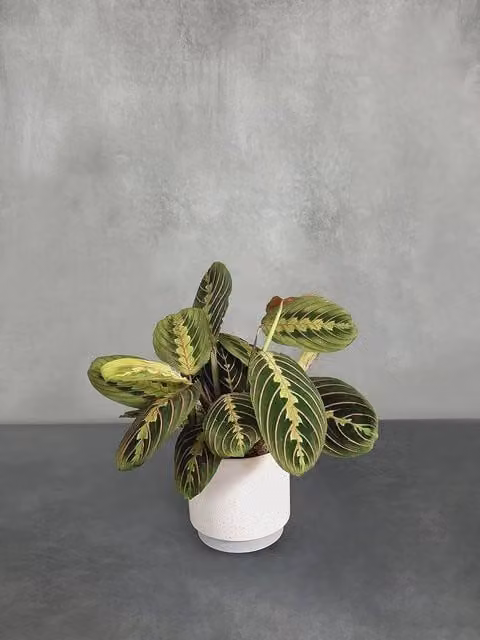 All Occasions Real Green Indoor Houseplant in a Plain Ceramic Pot