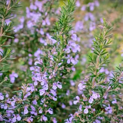 Thompson & Morgan Rosemary Miss Jessop's Upright Evergreen Herb Plant in 1-Litre Pot