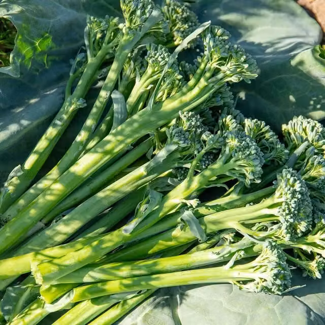 Marshalls Garden Royal Tenderette Broccoli Plants, Green, 9cm Pot