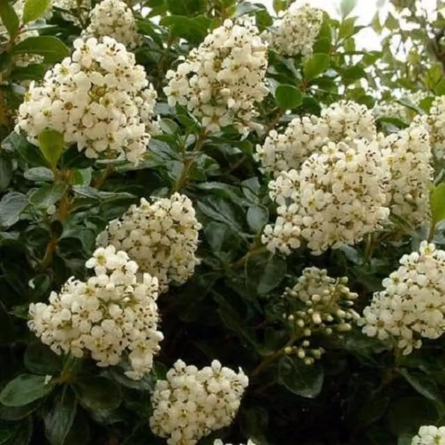 Direct Plants Escallonia Iveyii White Flowering Shrub in 3 L Pot