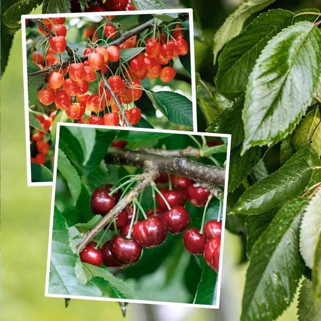 Dual-Variety Napoleon and Bigarreau Cherry Bare-Root Fruit Tree, Red
