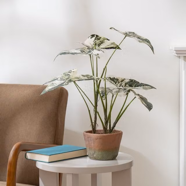 Scottish Everlastings Ltd Real Touch Alocasia Potted Plant in Green, Height: 59 cm – 1