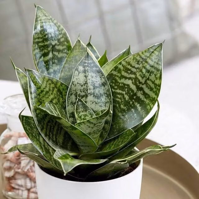 Primrose Sansevieria Trifasciata Hahnii Green Plant in a 9cm Pot, 20cm Tall