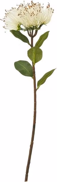 Hill Interiors Protea Nitida Artificial Plant Stem in Beige and White, Height: 45 cm