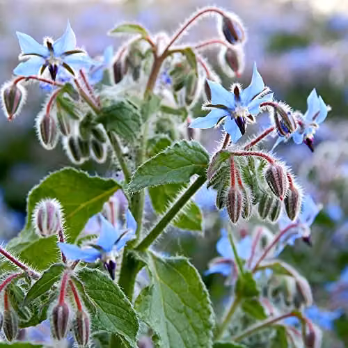 Thompson and Morgan Borage Kew Pollination Collection Blue Borago officinalis Hardy Annual Wildflower Seeds (Approx. 100 Seeds)