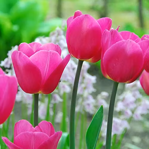 Thompson & Morgan Tulip Barcelona Bright Pink Spring Bulbs, 8 Bulbs – 2