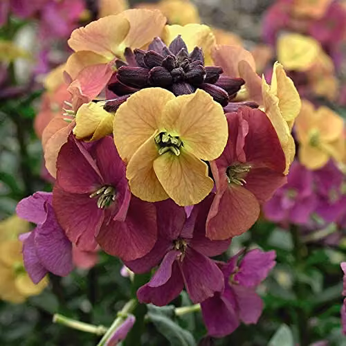Thompson and Morgan Erysimum Artist Paintbox Hardy Perennial Flowering Garden Plants, 3 x Jumbo Plug Plants, Multicolour