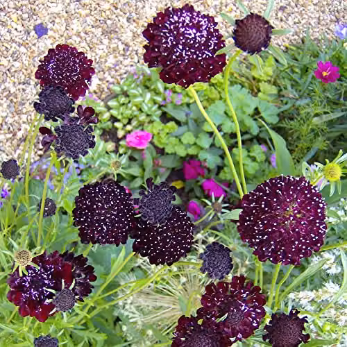 Thompson and Morgan Scabious Ace of Spades Scabiosa atropurpurea Seeds with Black Blooms, Approx. 25 Seeds – 3