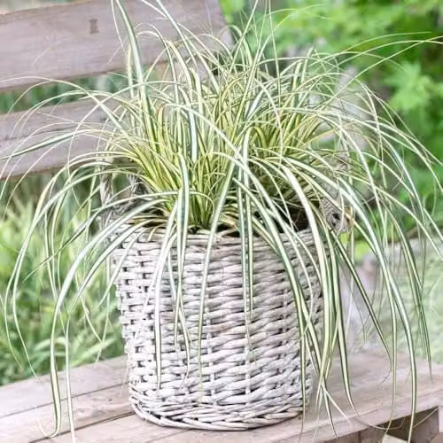 YouGarden Carex Evergold Ornamental Grasses, 3 x 9cm Pots, Variegated Yellow and Green Perennials