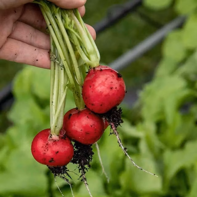 Marshalls Garden Annabel F1 Red Globe Radish Seeds, 100 Seeds
