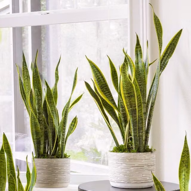 GardenersDream Sansevieria Laurentii Exotic Indoor House Plant, Green and Yellow Striped Foliage, Height: 35 cm