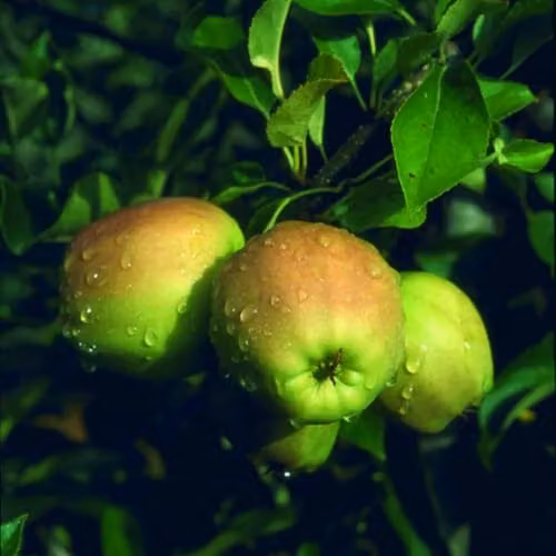 Thompson & Morgan Golden Delicious Apple Tree, Hardy Dessert and Cooking Fruit Tree, 12 Litre Pot – 2