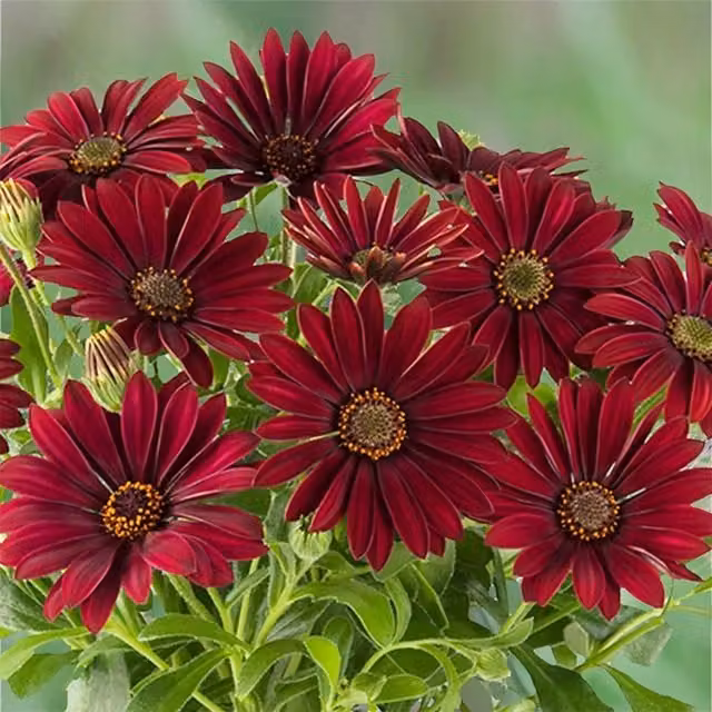 Plant Theory Set of 3 Akila Dalina Dark Red African Daisy Osteospermum Bedding Plants in 9cm Pots