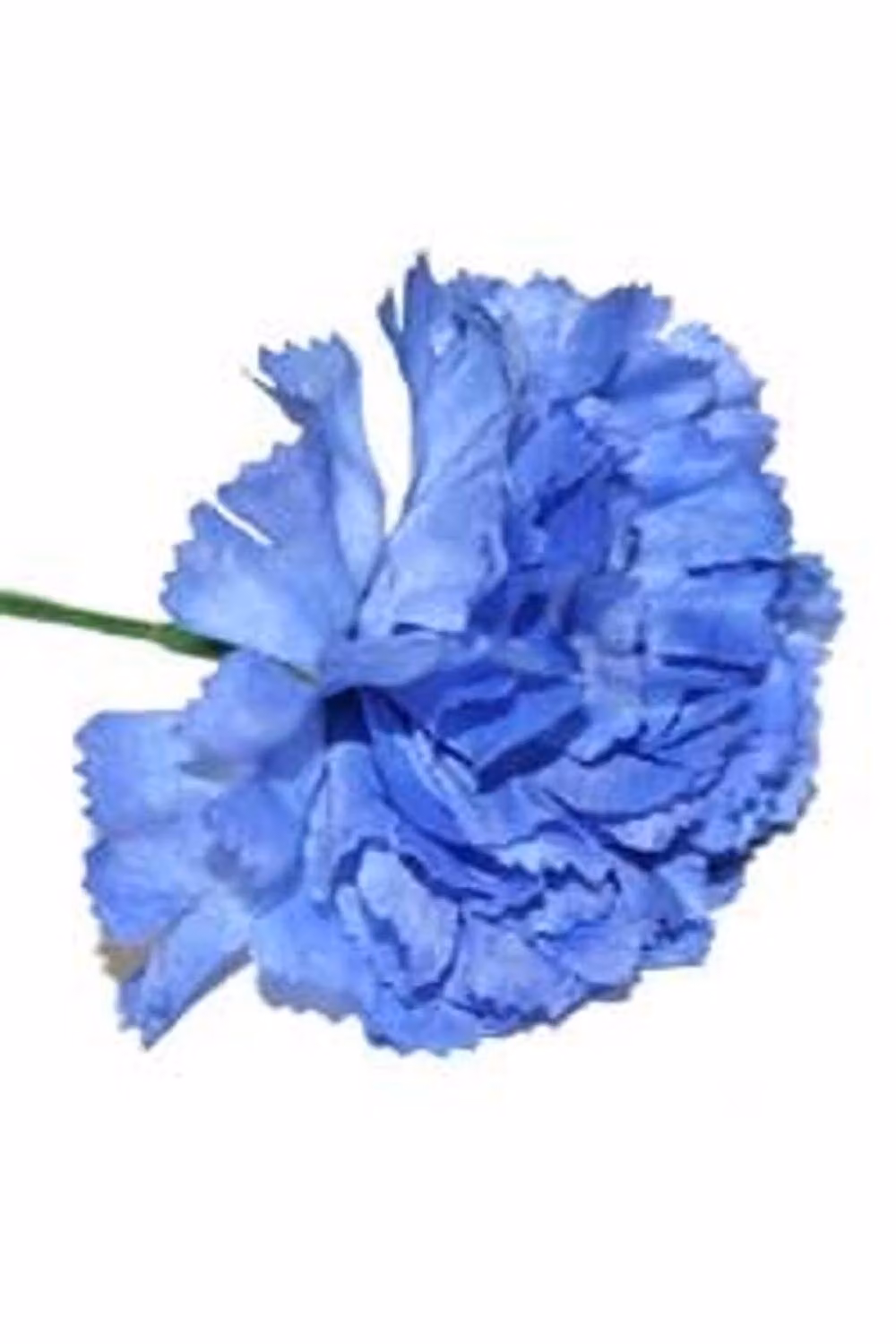 KDMD Royal Blue Carnations 2 Pack of 12 Stems – 2