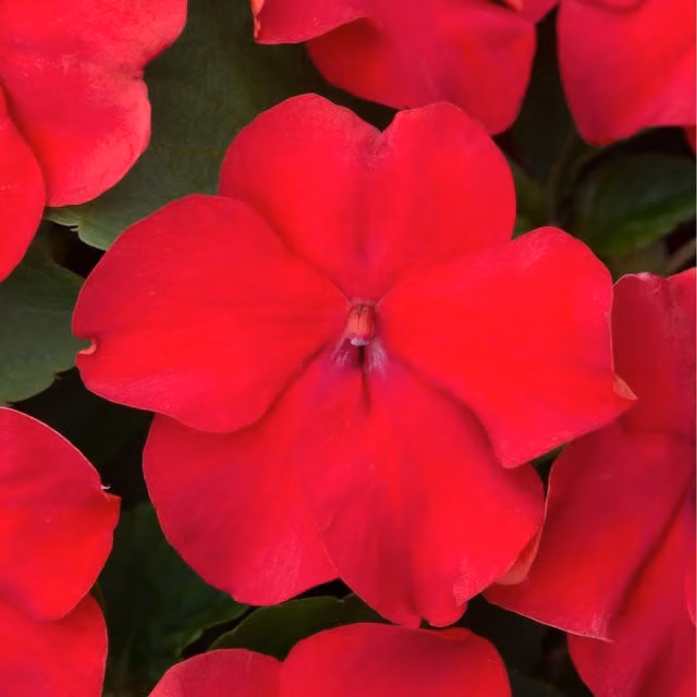 Plants By Post Red Impatiens Bedding Plants, Pack of 12
