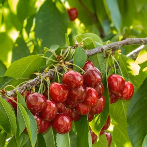 Thompson & Morgan Stella Cherry Tree, Self-Fertile Dessert Fruit Tree, 2 x 12 Litre Pots – 1