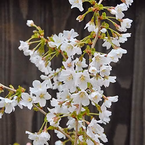 Thompson & Morgan 2x Prunus Kojo-no-mai Hardy Ornamental Cherry Tree Shrubs with Spring Blossom and Autumn Foliage, 9cm Pot – 2