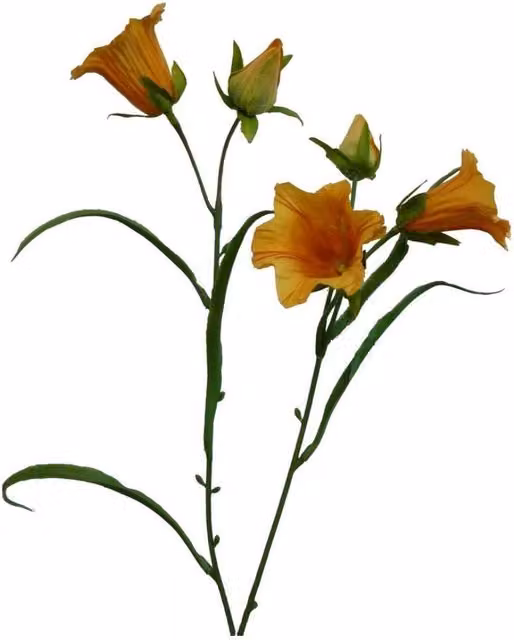 KDMD Orange Bell Flower 2 Pack, Height: 58 cm