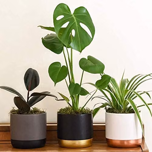 Thompson and Morgan Indoor Jungle House Plants Collection of 4 Evergreen Plants including Swiss Cheese, Spider, Indian Rubber and Prayer Plants