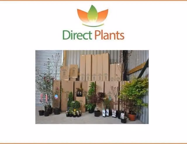 Direct Plants 3x Pyracantha Orange Glow Evergreen Shrub, Orange and White, 150-180 cm