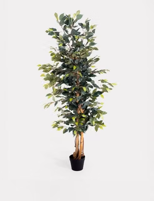 Blooming Artificial Green Ficus Tree in Pot, Height: 182.88 cm