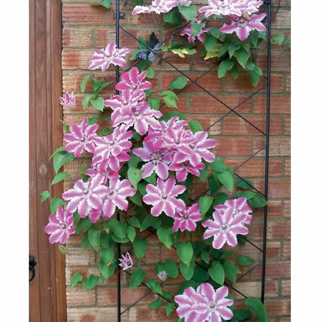 Poppyforge Regent Steel Wall Trellis in Black, H 164 x W 1 x D 52 cm – 2