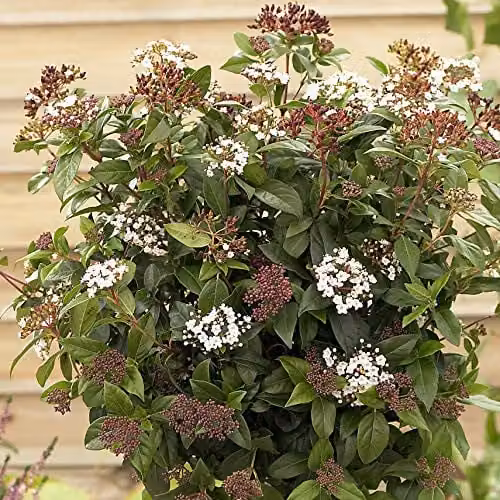 YouGarden Evergreen Ornamental Shrub Collection, Six Multicolour Plants in 9cm Pots – 2