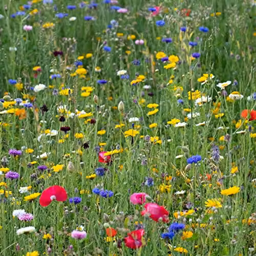 PDL Pegdev Pro Flora Wild Flower Seed Mixture, Multicolour, 1kg