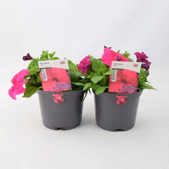 Plants by Post Pink Petunia Summer Bedding Plants, 2 x 1L Pots