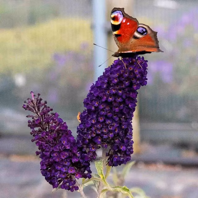 Marshalls Garden Buddleja Plant Davidii Black Knight Ornamental Shrub in Blue and Purple