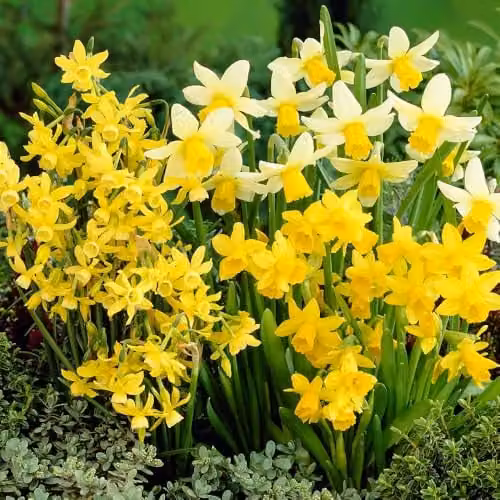 YouGarden Yellow Narcissus Miniature Bulbs, Pack of 70 Bulbs for Autumn Planting