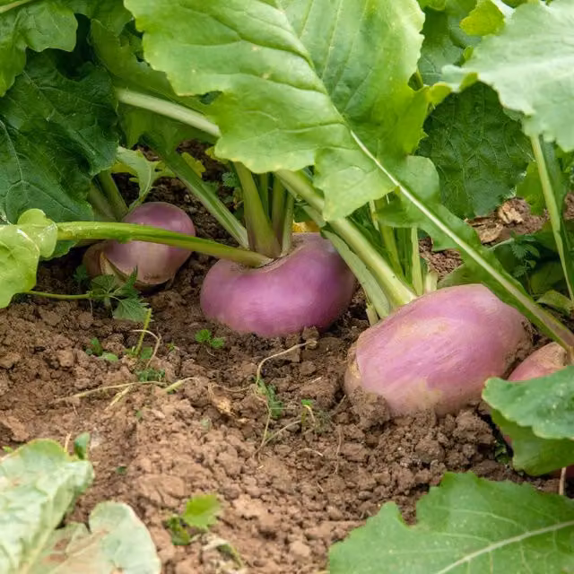 Marshalls Garden Sweetbell F1 Turnip Seeds, Green and Purple Variety
