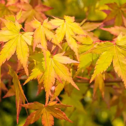 Thompson and Morgan Acer Plant Palmatum Ornamental Deciduous Shrub, Multicolour, 9cm
