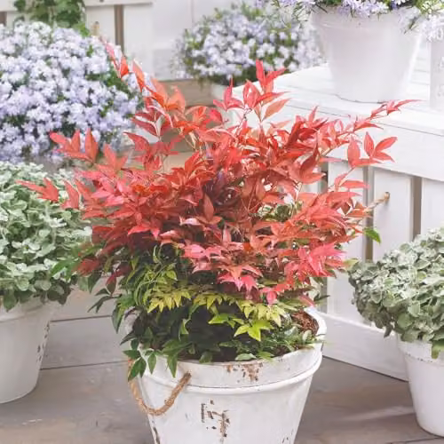 Thompson & Morgan Nandina domestica Obsessed Compact Evergreen Ornamental Shrub, 3 x 9cm Pots