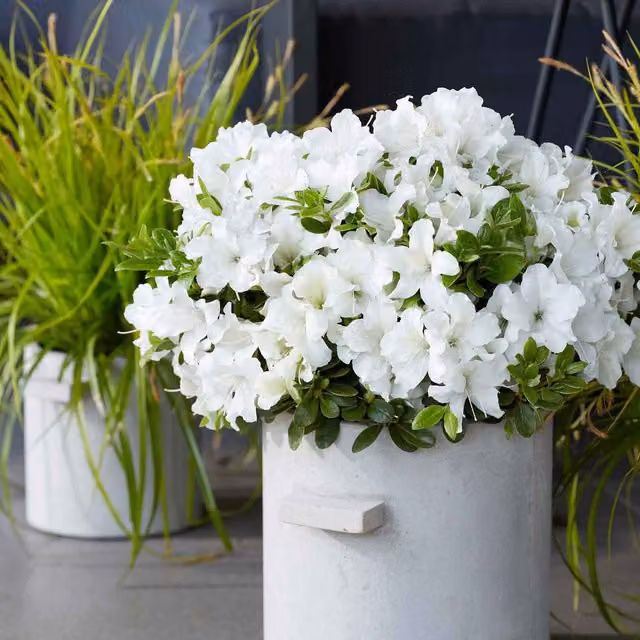 Marshalls Garden Azalea Encore Pure White Ornamental Shrub with Red Flowers