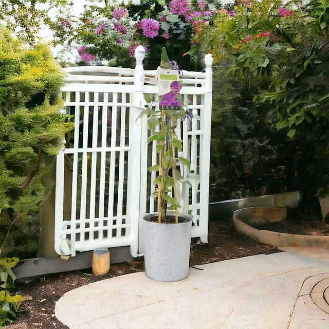 Plants by Post Clematis Mrs N Thompson Magenta Flowering Climber in a 3L Pot