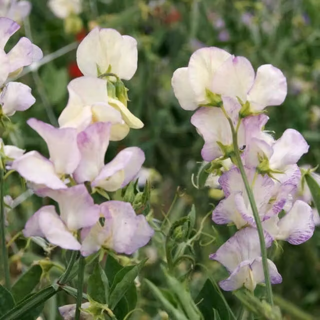 Plants By Post Purple Sweet Pea High Scent Fragrant Climbing Bedding Plants, Pack of 3