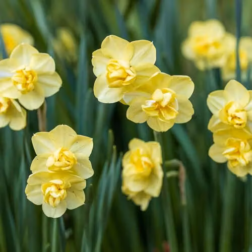 YouGarden Narcissus Yellow Cheerfulness Bulbs, Pack of 15 – 2