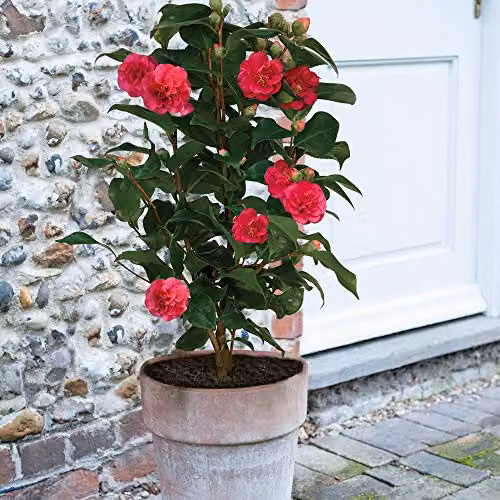 Thompson and Morgan Camellia Blooming Wonder Red Evergreen Hardy Ornamental Shrub, 1x 15cm Pot – 1