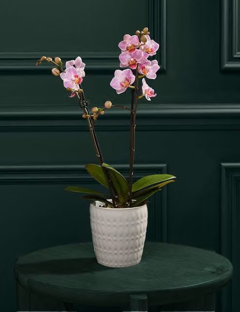 M&S Flower Market Pink Phalaenopsis Orchid in a Ceramic Pot