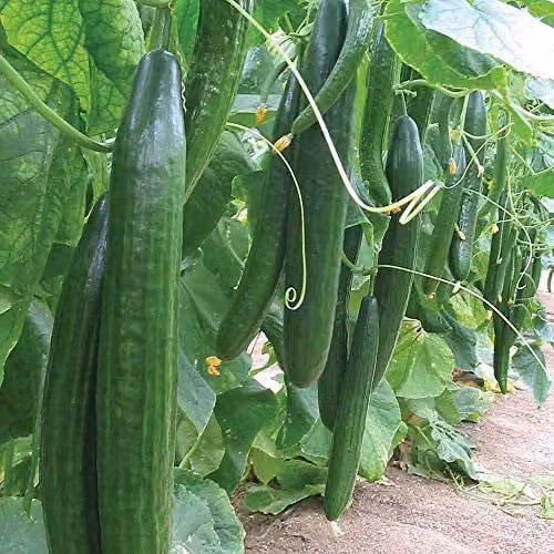 Thompson and Morgan Cucumber Carmen Seeds, 4 Seeds per Packet