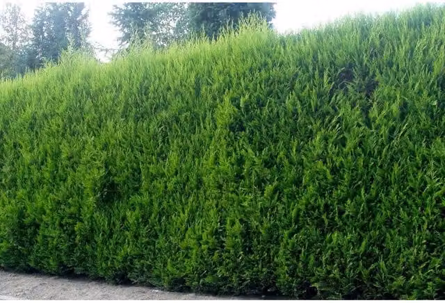 Direct Plants 10x Leylandii Cupressocyparis Leylandii Hedging Trees, Green, 10L Pots