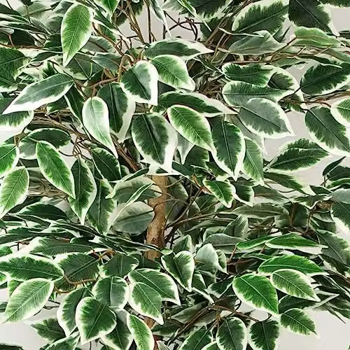 Leaf Artificial Ficus Tree in Green, Height: 150 cm – 4