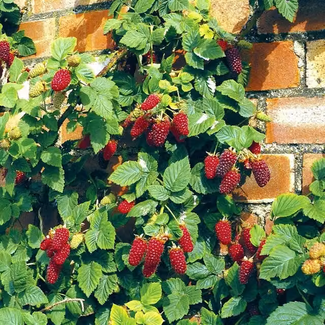 Marshalls Garden Thornless Raspberry Tayberry Buckingham Green Fruit Bush