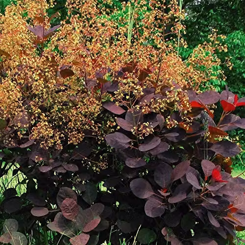 Thompson and Morgan Cotinus Coggygria Royal Purple Smoke Bush Ornamental Hardy Shrub, 2 x 9cm Pots – 2