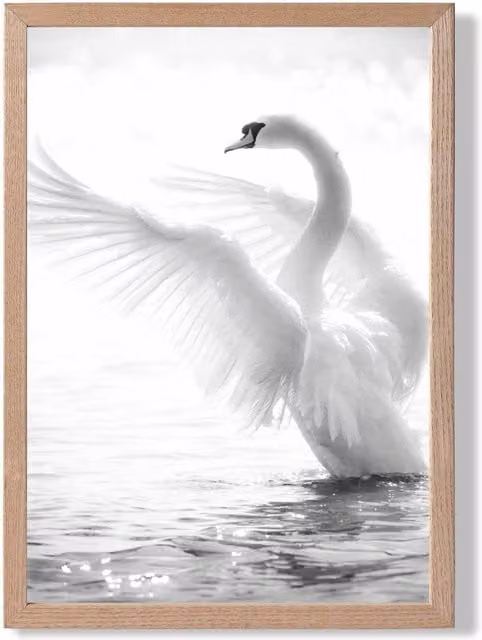 ARTZE Graceful Swan Bird Black and White Framed Photo Print with Oak Frame, A4