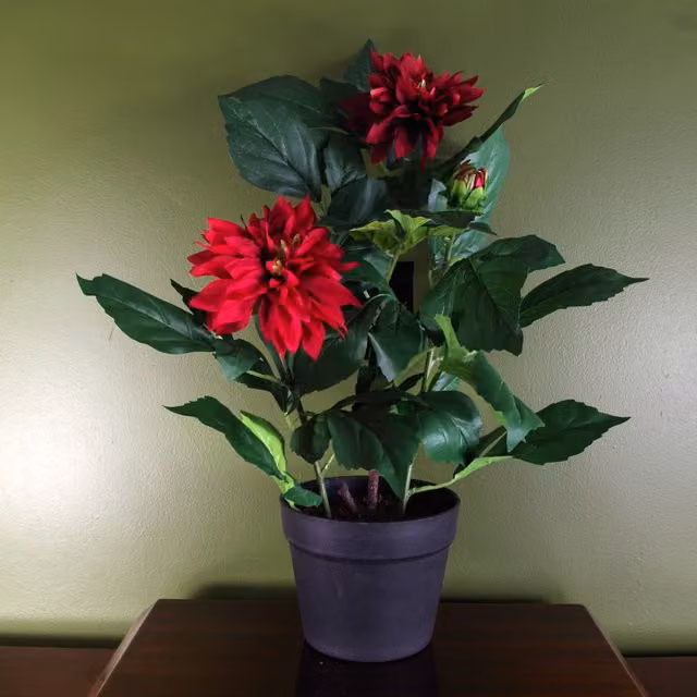 Artificial Red Dahlia Potted Flowering Plant with Black and Red Leaves