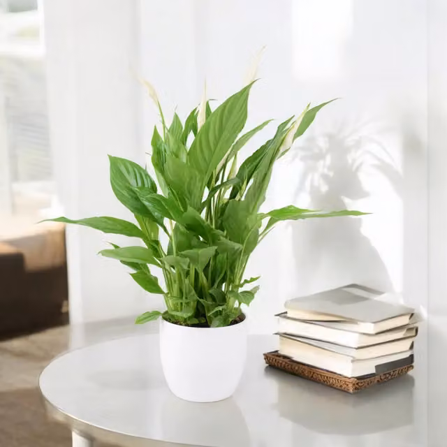 Plants By Post Spathiphyllum Peace Lily in a White Ceramic Pot