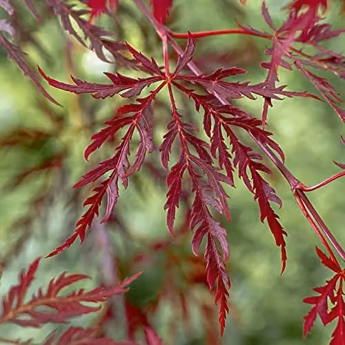 YouGarden Japanese Acer palmatum Dissectum Garnet Deciduous Ornamental Tree with Red Purple Foliage in a 3L Pot – 1